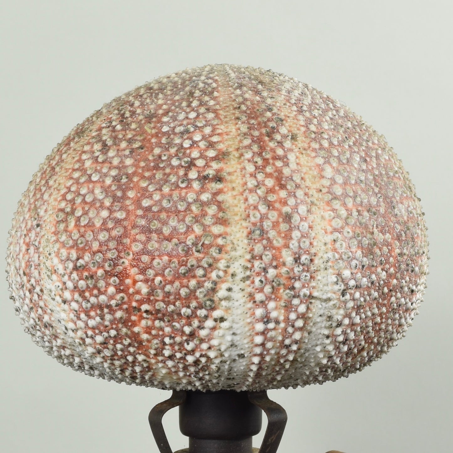 Sea Urchin Lamp