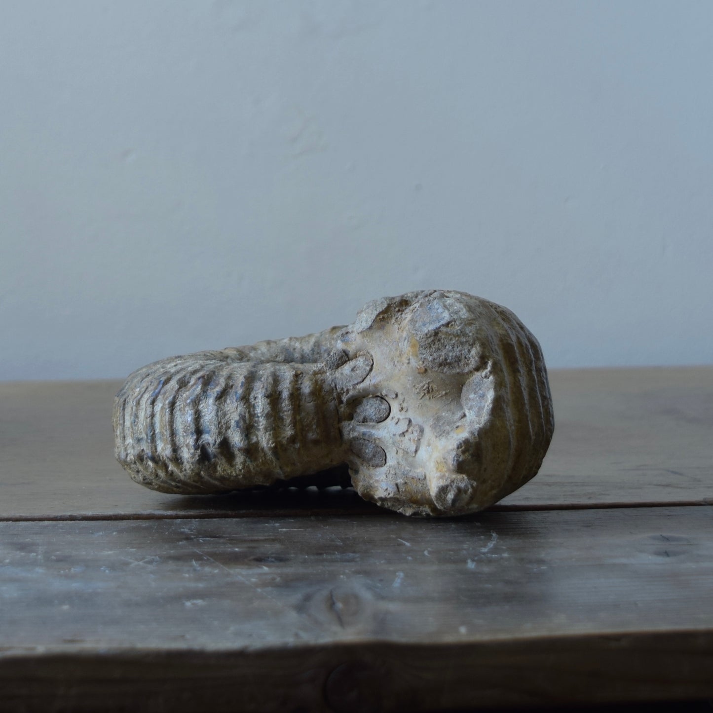 Ammonite