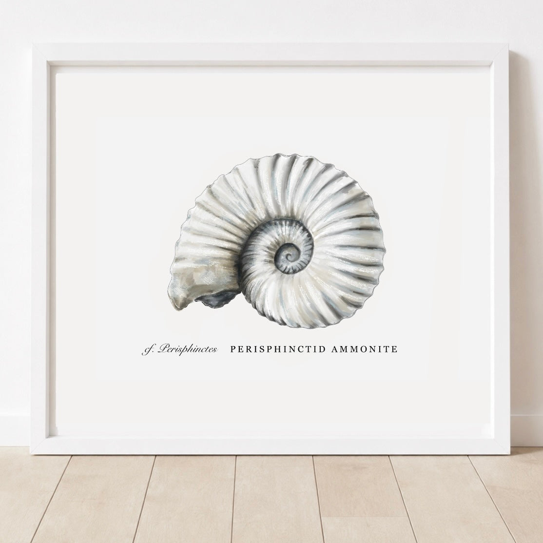Limited Edition Ammonite Print