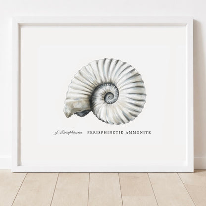 Limited Edition Ammonite Print