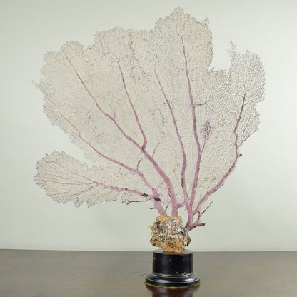 Fan Coral