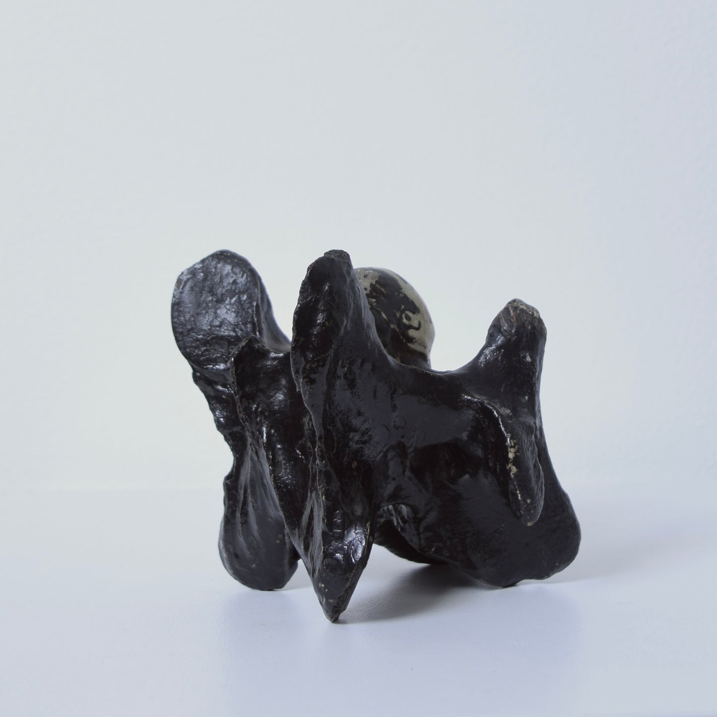 John Wesley horse/cow bone