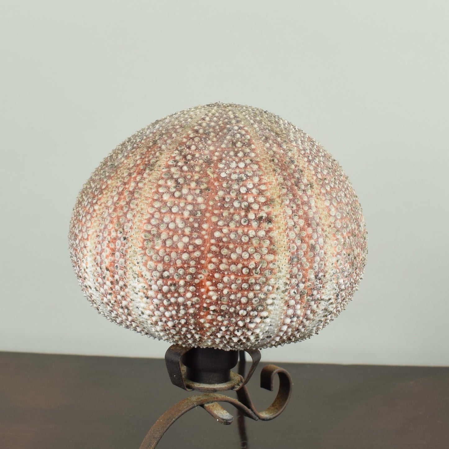 Sea Urchin Lamp