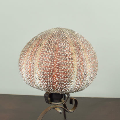 Sea Urchin Lamp