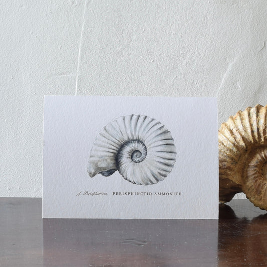 Limited Edition Ammonite Print