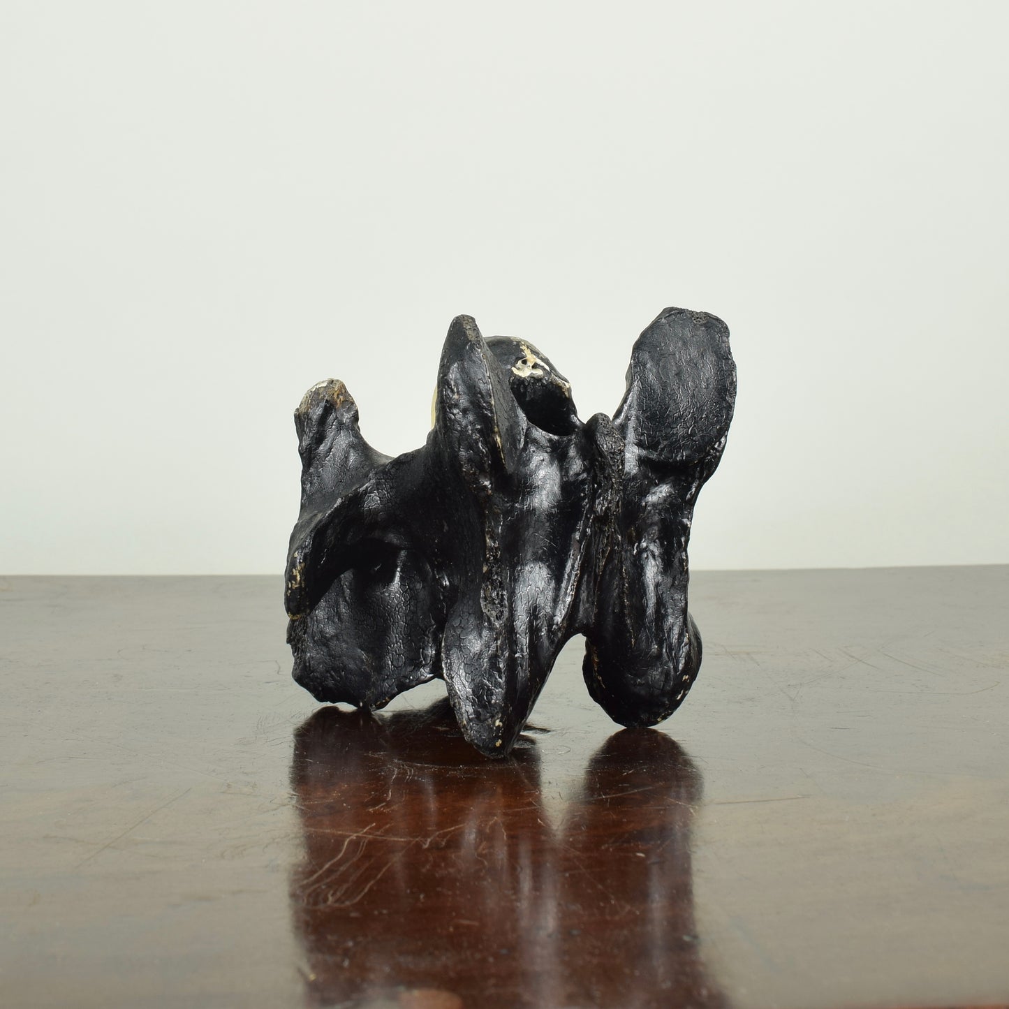 John Wesley horse/cow bone