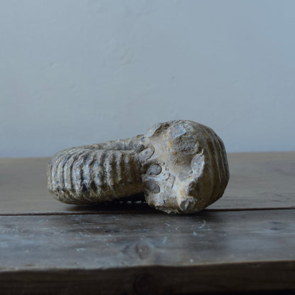 Ammonite
