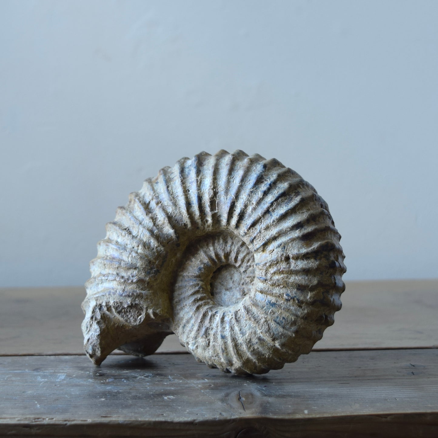 Ammonite