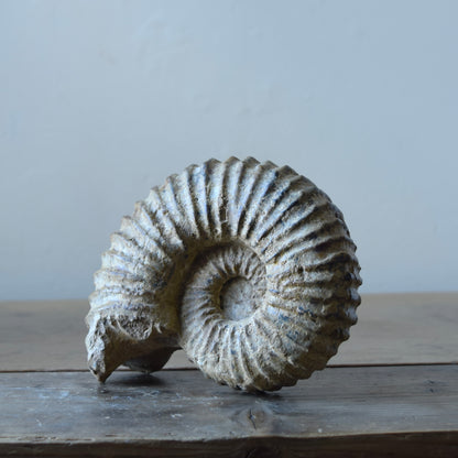 Ammonite