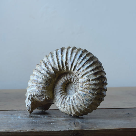 Ammonite