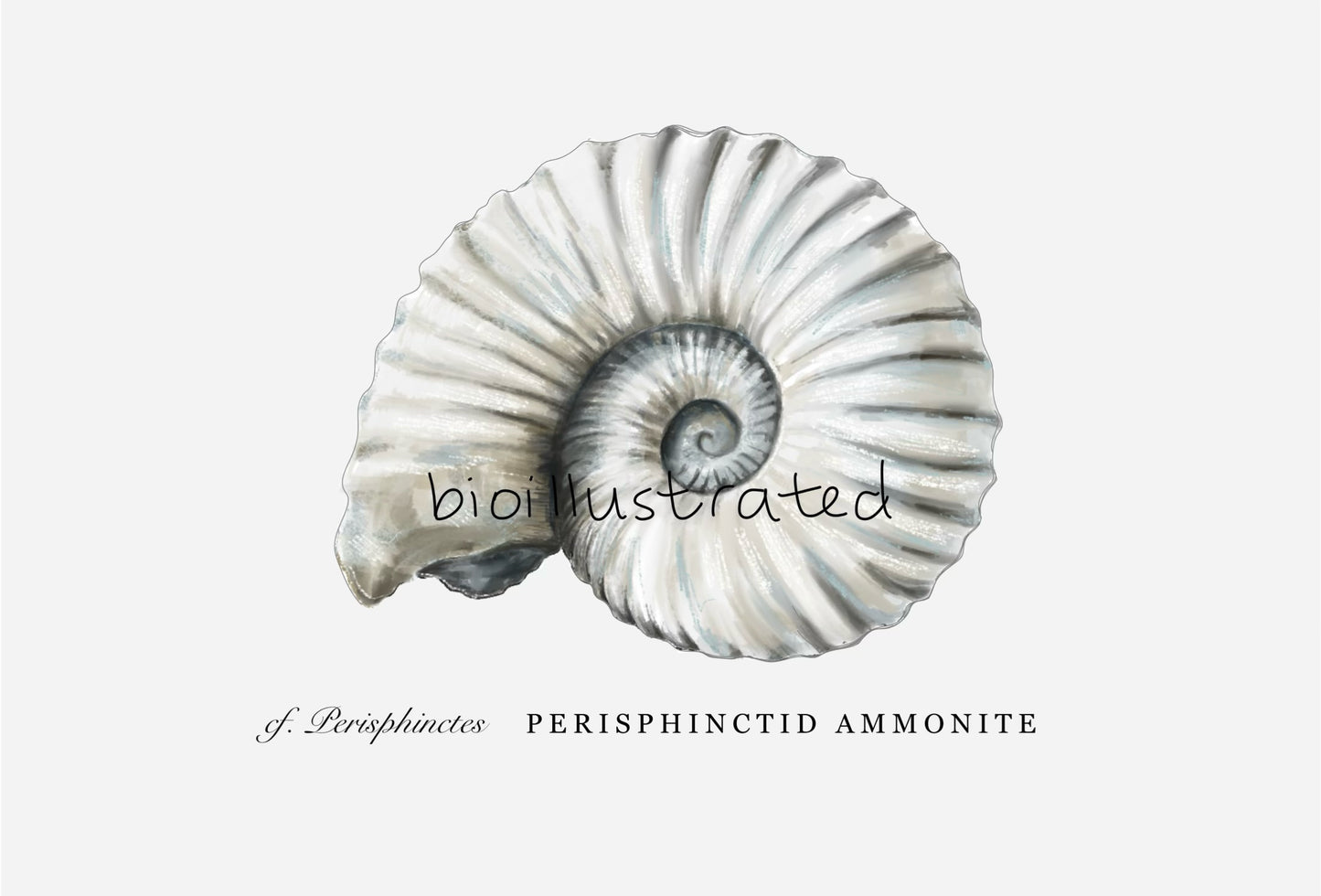 Limited Edition Ammonite Print